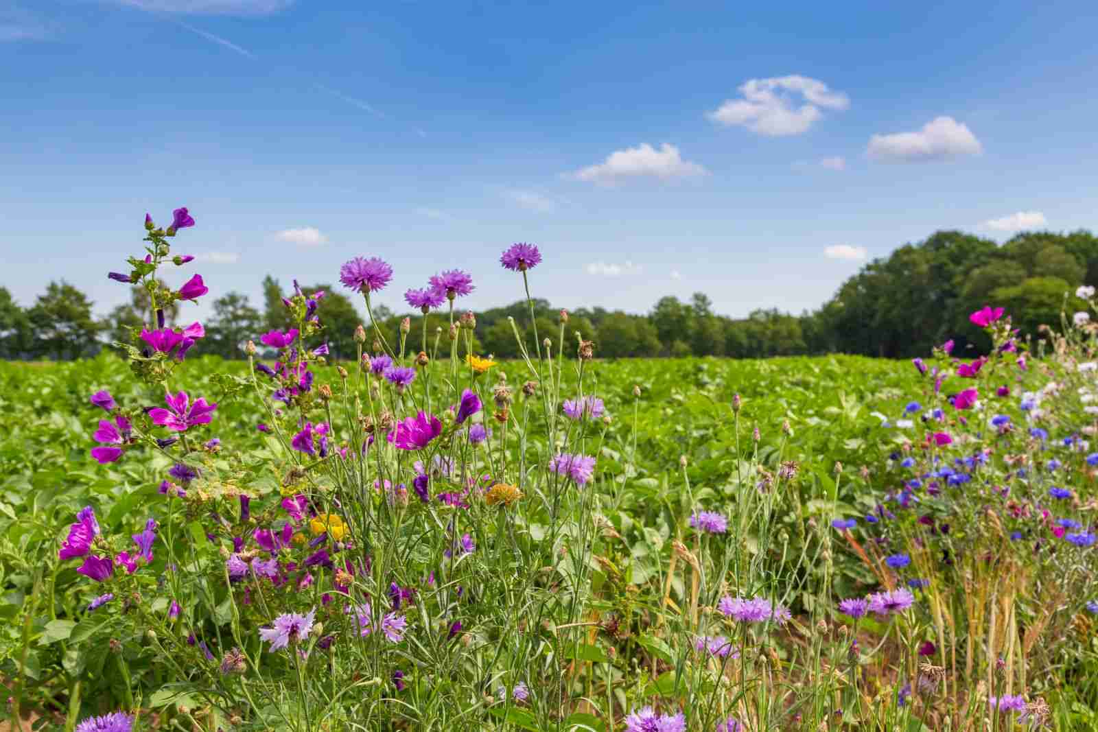Natuur-inclusieve landbouw