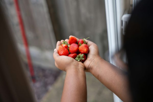 kinderen moestuin